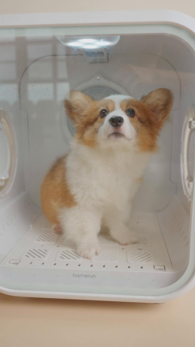 Drybo Home – homerunPET Japan